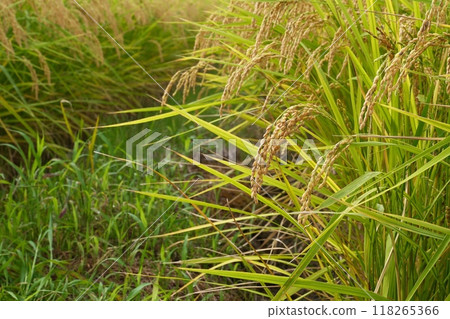 Just before harvest: A bumper crop of Niigata rice Just before harvest: A bumper crop of Niigata rice 118265366