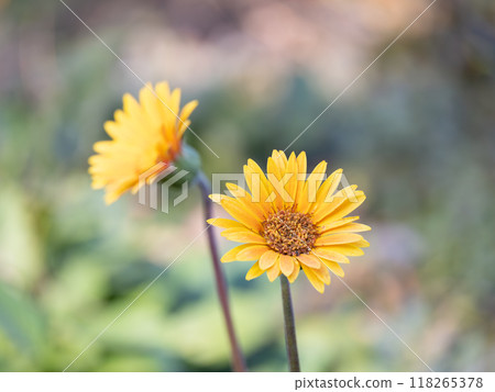可愛的非洲菊花在花壇裡綻放 118265378
