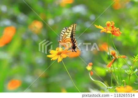 A swallowtail butterfly flies around in search of nectar from yellow cosmos 118265514