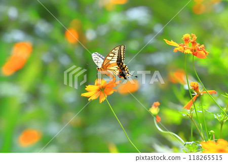 A swallowtail butterfly flies around in search of nectar from yellow cosmos A swallowtail butterfly flies around in search of nectar from yellow cosmos 118265515