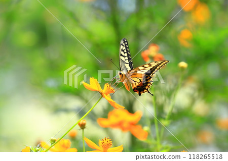 A swallowtail butterfly flies around in search of nectar from yellow cosmos A swallowtail butterfly flies around in search of nectar from yellow cosmos 118265518