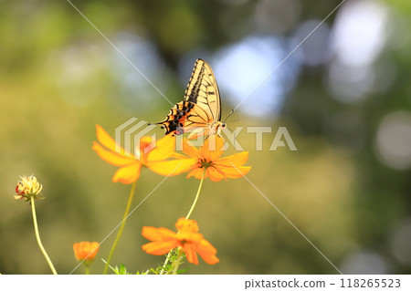 A swallowtail butterfly flies around in search of nectar from yellow cosmos 118265523