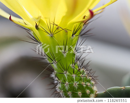 仙人掌刺的特寫 仙人掌刺的特寫 118265551