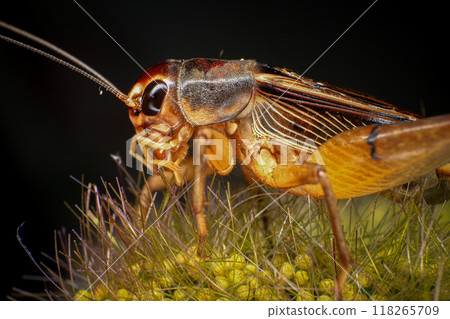 Cricket, macro of cricket on green leaf , cricket on stick,  in rain season  118265709
