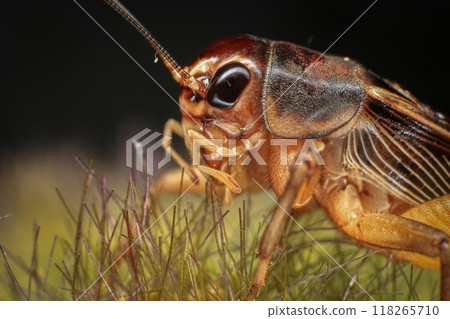Cricket, macro of cricket on green leaf , cricket on stick,  in rain season  118265710