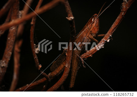 Cricket, macro of cricket on green leaf , cricket on stick, in rain season Cricket, macro of cricket on green leaf , cricket on stick, in rain season 118265732
