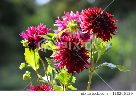 Red dahlia flower 118266129