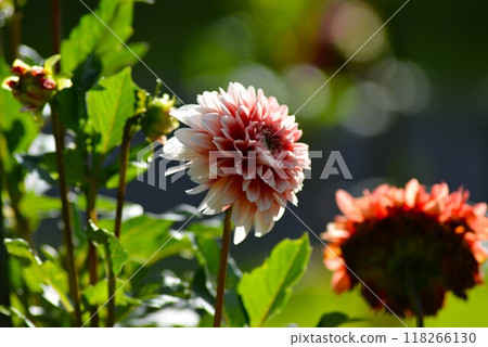 Dahlias in the park 118266130