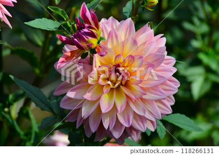 Dahlias in the park 118266131