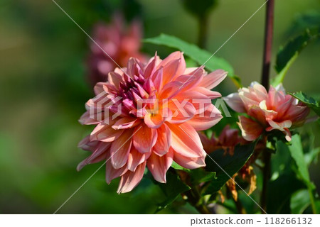 Dahlias in the park 118266132