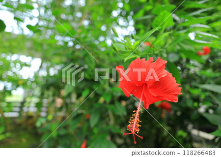 Yume no Island熱帶植物園 Yume no Island熱帶植物園 118266483