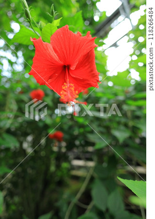 Yume no Island熱帶植物園 Yume no Island熱帶植物園 118266484