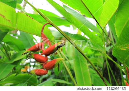 Yume no Island熱帶植物園 118266485