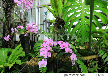 Yume no Island Tropical Botanic Garden Yume no Island Tropical Botanic Garden 118266488