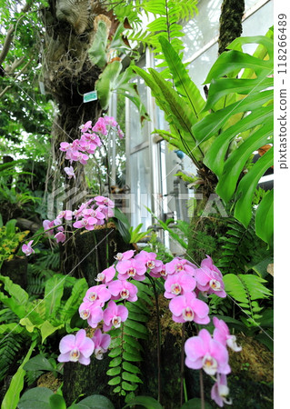 Yume no Island Tropical Botanic Garden Yume no Island Tropical Botanic Garden 118266489