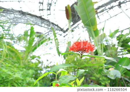 Yume no Island Tropical Botanic Garden 118266504