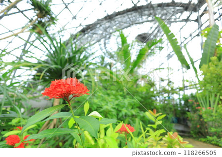 Yume no Island熱帶植物園 Yume no Island熱帶植物園 118266505