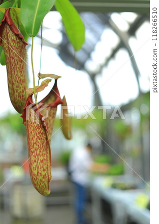 Yume no Island熱帶植物園 Yume no Island熱帶植物園 118266510
