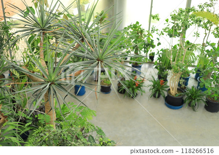 Yume no Island熱帶植物園 Yume no Island熱帶植物園 118266516