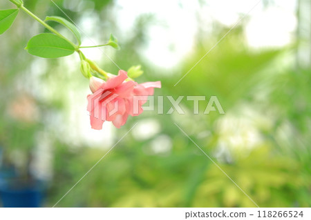 Yume no Island熱帶植物園 Yume no Island熱帶植物園 118266524