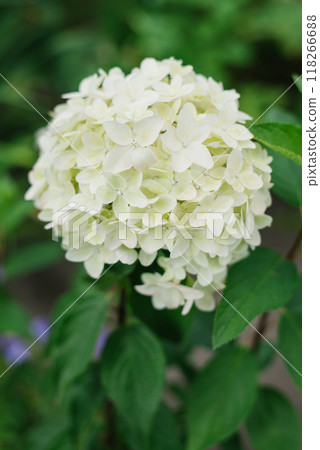 White flower of the paniculate hydrangea Metallica. Concept of natural beauty White flower of the paniculate hydrangea Metallica. Concept of natural beauty 118266688
