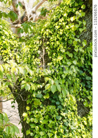 Background material of ivy entwined around a tree 118266876