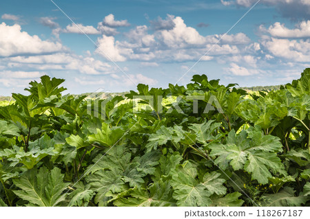 Heracleum Sosnowskyi contain the intense toxic allergen furanocoumarin 118267187