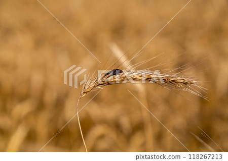 Rye with ergot fungus in the field Rye with ergot fungus in the field 118267213