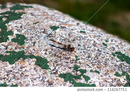 A beautiful dragonfly is delicately perched on a rock covered in green paint A beautiful dragonfly is delicately perched on a rock covered in green paint 118267751