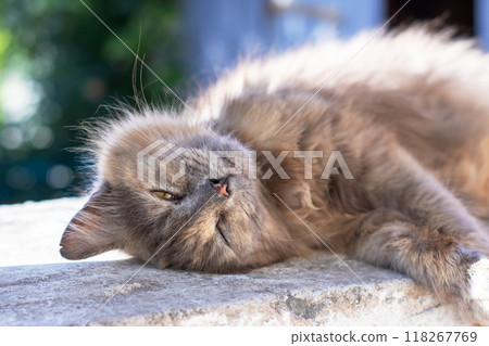 A cat is comfortably laying on its back with its eyes gently closed 118267769