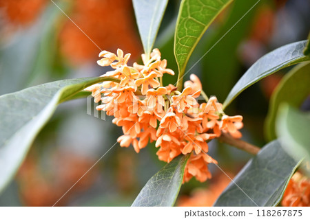 Kinmokusei (Kaneko) 118267875