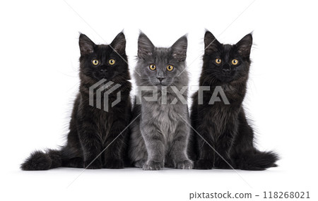 Maine Coon cat kittens on white background Maine Coon cat kittens on white background 118268021
