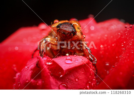 Macro photography of Scarab Beetle on Rose pollen with water drop 118268310