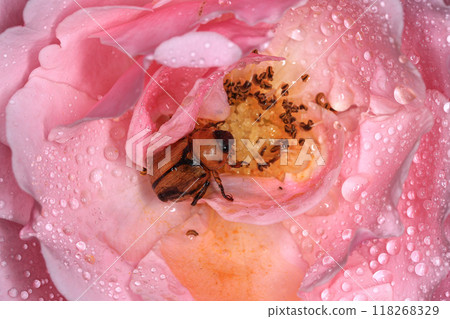 Macro photography of Scarab Beetle on Rose pollen with water drop Macro photography of Scarab Beetle on Rose pollen with water drop 118268329