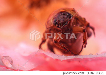 Macro photography of Scarab Beetle on Rose pollen with water drop Macro photography of Scarab Beetle on Rose pollen with water drop 118268335