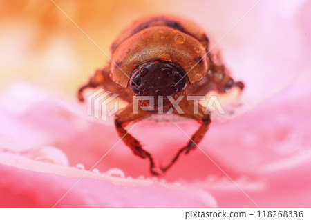 Macro photography of Scarab Beetle on Rose pollen with water drop Macro photography of Scarab Beetle on Rose pollen with water drop 118268336