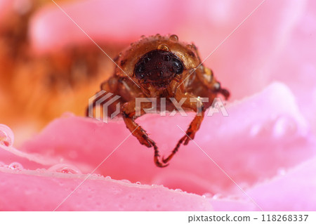 Macro photography of Scarab Beetle on Rose pollen with water drop Macro photography of Scarab Beetle on Rose pollen with water drop 118268337