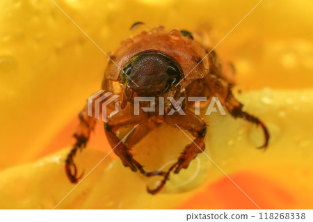 Macro photography of Scarab Beetle on Rose pollen with water drop Macro photography of Scarab Beetle on Rose pollen with water drop 118268338