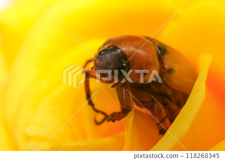 Macro photography of Scarab Beetle on Rose pollen with water drop Macro photography of Scarab Beetle on Rose pollen with water drop 118268345