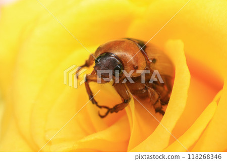 Macro photography of Scarab Beetle on Rose pollen with water drop Macro photography of Scarab Beetle on Rose pollen with water drop 118268346