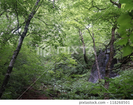 Deep in the forest Deep in the forest 118268501