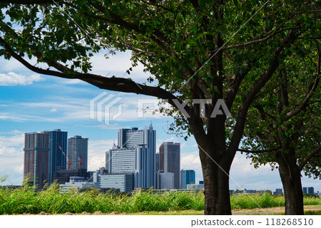 Kawasaki City: View of tower apartment buildings and rows of cherry blossom trees in Musashi-Kosugi 118268510
