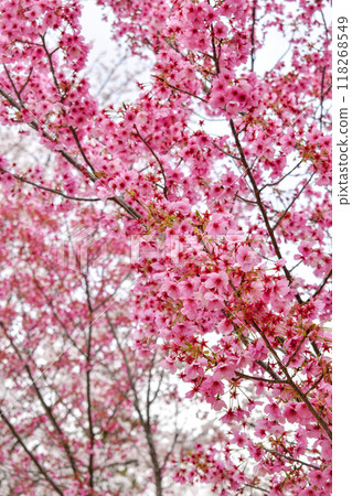 [Springtime Kyoto Tourism] Cherry Blossoms at Kamigamo Shrine [Power Spots and Cherry Blossom Viewing] 118268549