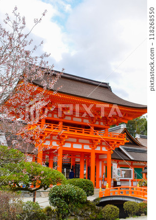 [Springtime Kyoto Tourism] Kamigamo Shrine's Tower Gate and Cherry Blossoms [Power Spots and Cherry Blossom Viewing] 118268550