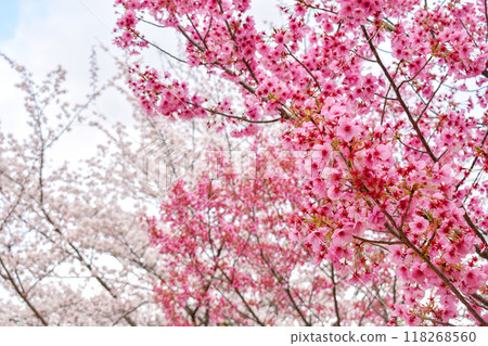 [Springtime Kyoto Tourism] Kamigamo Shrine and cherry blossoms in full bloom [Power spots and cherry blossom viewing] 118268560