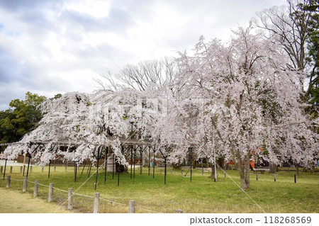 [春天的京都觀光]上賀茂神社的垂枝櫻花[能量點與賞花] 118268569