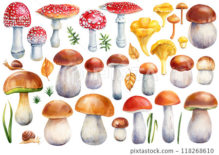 Watercolor colorful Mushroom Collection Boletus, Chanterelles, Fly Agarics. Set illustration isolated background 118268610