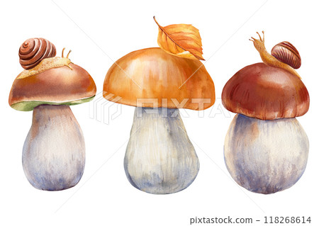 Boletus mushroom with a snail and a yellow leaf, set against a white, Watercolor illustration isolated background Boletus mushroom with a snail and a yellow leaf, set against a white, Watercolor illustration isolated background 118268614