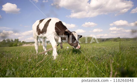 Beautiful black and white calf in green grass. Domestic animals on the farm, calf. A young black and white calf on a lawn in summer. Beautiful black and white calf in green grass. Domestic animals on the farm, calf. A young black and white calf on a lawn in summer. 118268848