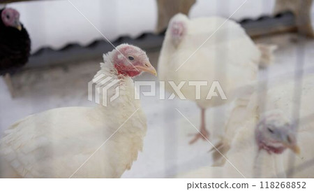 Chickens on a snowy street. Poultry farm in winter. Turkey in the chicken coop in winter. 118268852